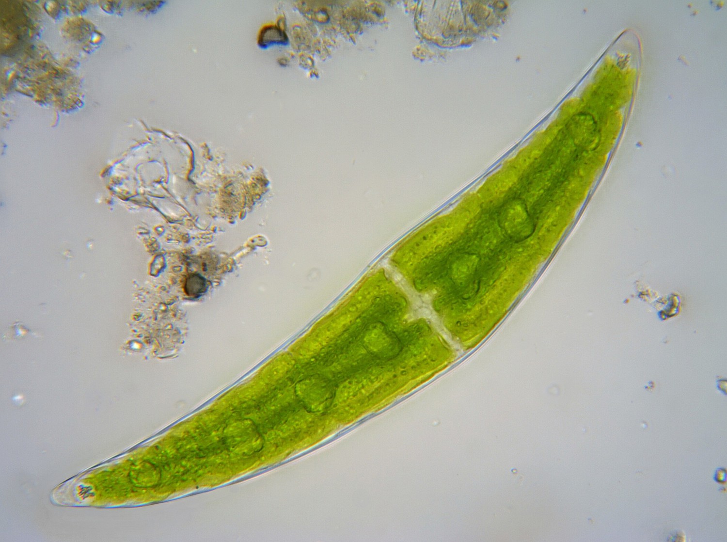 Closterium
